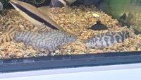 Yoyo loach