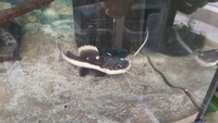 Red tail catfish, £40