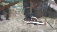 Red tail catfish, £40