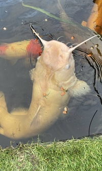 Catfish