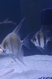 2 XL orinco altum angel