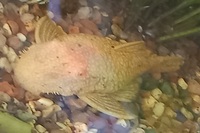XL Proven Female Albino Bristlenose Pleco