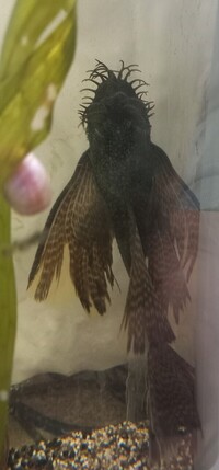 Gorgeous Longfin Proven Adult Male Brown Bristlenose Pleco