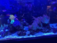 Red Sea Reefer 250 G2 Full Setup
