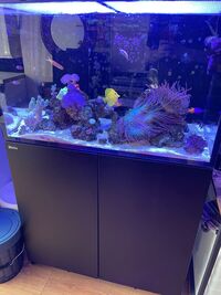 Red Sea Reefer 250 G2 Full Setup