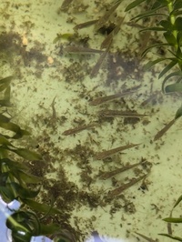 Stickleback fry collection Cardiff
