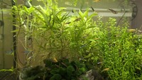 Guppies babies or youn adults FREE