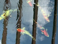 Koi for sale Ilkeston Derbys