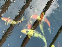 Koi for sale Ilkeston Derbys