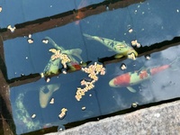 Koi for sale Ilkeston Derbys