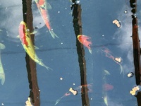 Koi for sale Ilkeston Derbys
