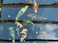 Koi for sale Ilkeston Derbys
