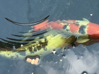 Koi for sale Ilkeston Derbys