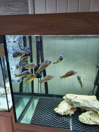 TROPHEUS BRICHARDI UJIJI