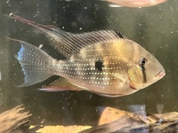Cichlids & Barbs for sale
