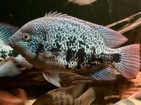 Cichlids & Barbs for sale