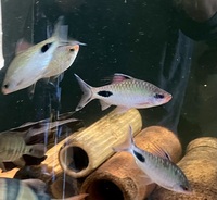 Cichlids & Barbs for sale