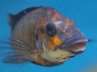 Petrochromis