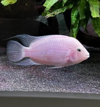 American Cichlids
