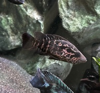 American Cichlids