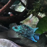 American Cichlids