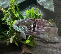 American Cichlids