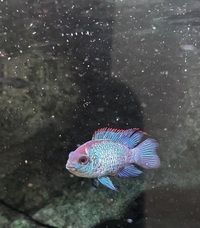 American Cichlids