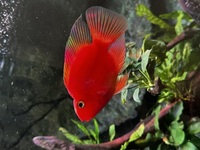American Cichlids