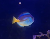 Blue Regal Tang - £25
