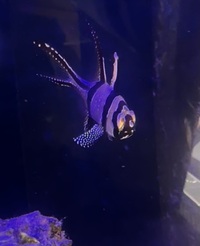 Banggai Cardinalfish - £15