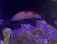 Clown Coris Wrasse - £20