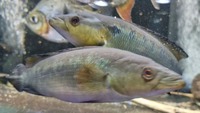 Pike Cichlids and Dollars
