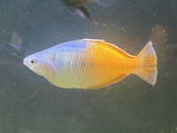 2 x Rainbow fish