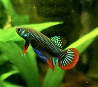 Wild Type - Betta Imbellis