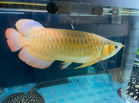 VIP Super Red Arowana