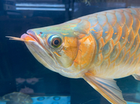 VIP Super Red Arowana