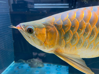VIP Super Red Arowana