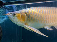 VIP Super Red Arowana
