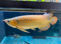 VIP Super Red Arowana