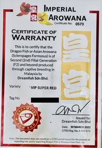 VIP Super Red Arowana