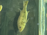 Spider kelberi Bass