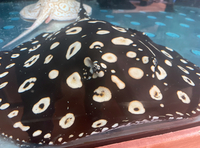 Adult Stingrays - Black Diamond and Albino Pearls