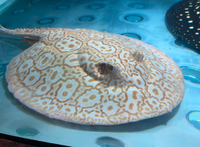 Adult Stingrays - Black Diamond and Albino Pearls