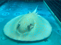 Adult Stingrays - Black Diamond and Albino Pearls