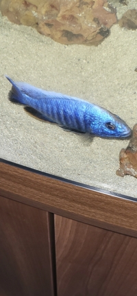 African cichlid blue haps group for sale