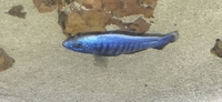 African cichlid blue haps group for sale