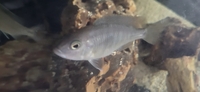 African cichlid blue haps group for sale