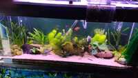 Full tank set up