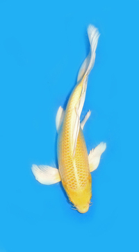 Quality Butterfly koi