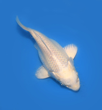 Short bodied KOI